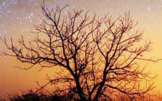 本网汽车资讯广告代理招商声明（20211201）